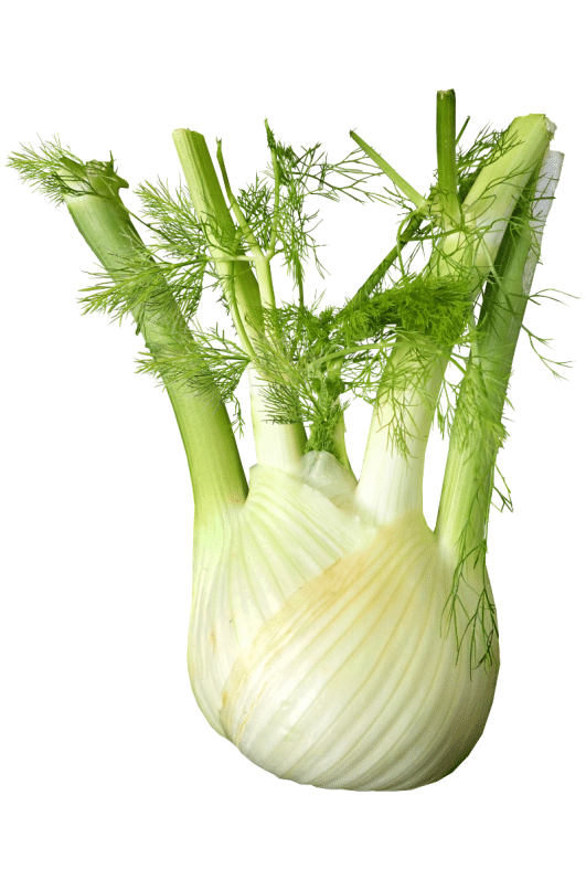 fennel